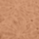 Mousse Mocha