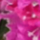 Màu đỏ tím