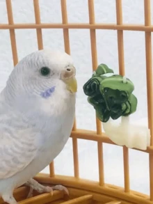 1个透明自动喂鸟器，亚克力（PMMA）材质，笼式设计，无需电池，防溅水，适用于鹦鹉和中型鸟类。 - 無色 - 查看 8