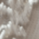 Hồng