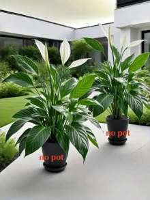 Bộ cây nhiệt đới nhân tạo: Được thiết kế với khả năng chống tia UV và chống thấm nước, phù hợp cho môi trường ngoài trời và ẩm ướt. Những cây và hoa xanh sống động như thật này được làm từ chất liệu PE/PVC chất lượng cao, mang đến vẻ đẹp rực rỡ cho đạo cụ chụp ảnh, trang trí nhà cửa, phông nền đám cưới hoặc không gian căn hộ. - Nhiều màu - Xem 4