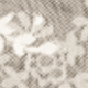 Apricot 1