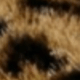 Brown Leopard Print