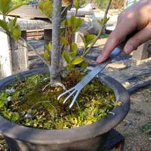 OBOVAY 3-Prong Stainless Steel Root Rake Shovel, Bonsai Tool, Gardening Tool, Soil Loosening Tool Set, Bonsai Rake With Shovel, Mini Garden Cultivator, 3-Tine Soil Aerator, Bonsai Tree Tool, Suitable For Gardening, Outdoor Activities - Multicolor - View 3