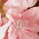 Flesh Pink