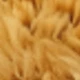 Golden Lion