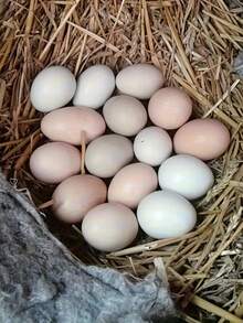 Plastic Simulated Hen Laying Egg Model | Non-Toy Hollow Design, Fully Enclosed Protection, Specially Designed To Guide Chicks Laying Eggs, Accessory - Multicolor - View 4