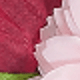 彩色