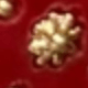 褐色金紅