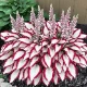 100Plants Hosta Plantss, High Germination Rate, Easy To Grow Plantss, Suitable For Home Gardening, Perennial Plant Plantss, Vegetables, Fruits And Flowers, Gifts From Nature - 多色的 - 查看 7