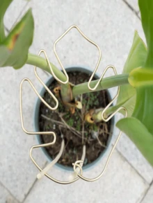 Durable Monstera Plant Support Frame-Unique Design For Climbing Plants, Includes Monstera Clamp Set To Promote Healthy Growth; Ideal For Thriving Plants While Serving As Decorative Garden Support; Plant Support Structure | Climbing Plant Stand | Metal Trellis | Christmas Decoration - Plant Support - View 4