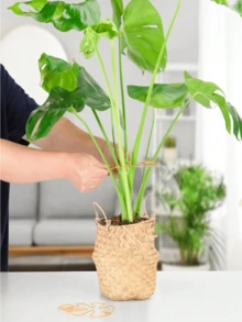 Durable Monstera Plant Support Frame-Unique Design For Climbing Plants, Includes Monstera Clamp Set To Promote Healthy Growth; Ideal For Thriving Plants While Serving As Decorative Garden Support; Plant Support Structure | Climbing Plant Stand | Metal Trellis | Christmas Decoration - Plant Support - View 3