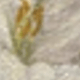 màu đen