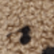 1PC
