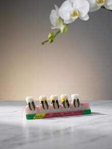 Dental Model Decor, Educational Tooth Anatomy Display With Detailed Cross-Section Design Including Enamel, Dentin And Pulp Structure, Caries Simulation, For Dental Health Demonstration, Medical Teaching Aid, Science Classroom Decoration, Learning Desk Display, Realistic Model For Dental Students, Doctor's Office Decor - Multicolor - View 6