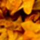 Autumn Brown