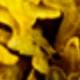 Autumn Yellow