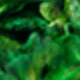Summer Green