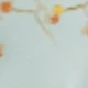 أخضر نعناع