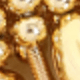 Dorado