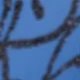 Blue 02