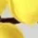 黃色