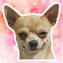 Hình dán hài hước chú chó đang phán xét, "Đúng vậy, tôi đang phán xét bạn đấy", hình mèo đeo mặt nạ, decal vinyl chống thấm nước cho laptop, xe hơi, xe tải, bình nước - bề mặt mờ, tự dính, thiết kế đa năng, hình dán xe hơi. - đĩa than - Xem 11