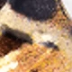Leopardo