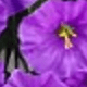 紫藍色