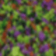 Lavanda Morada (8 rayas)