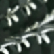 翡翠綠
