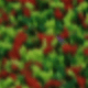 Rojo y verde (8 rayas)