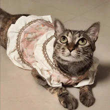 1pc Cute Lace Bow Dress For Pets, Dog Clothes Cat Clothes For Poodle Teddy - Apricot - View 6