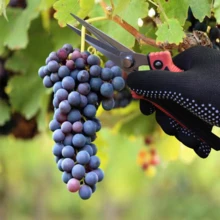 3件套不锈钢园艺剪套装 - 现代风格家用盆景修剪剪、果枝剪、蒜剪，弯刃设计 - 无需电源，必备家居修缮工具 - 雙色尖頭剪刀 - 查看 4