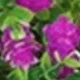 Màu sen