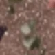 Butterfly + Bracelet
