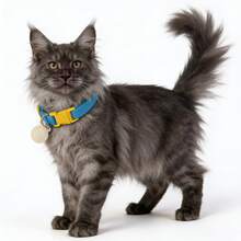 20/5000 宠物项圈，具有防勒功能，可调节且弹性极佳，适合猫狗佩戴。 - 彩色 - 查看 5