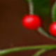 Fondo marrón con frutos rojos