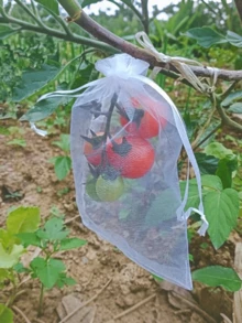 10pcs Pest Control Anti-Bird Garden Netting Bags Strawberry Grape Protection Sac Protection Fruit Sacs For Plantas Vegetable Grow Bags Fruit Protection Bags,Netting Pouch With Drawstring, Protect Fruit From Birds And Insect - / - View 3
