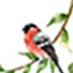 Bird Vines
