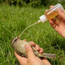 30ml Baby Bird Feeding Kit, Parrot Milk Powder Feeder, Chick Feeding Bottle With Graduated Scale, Bird Feeding Spoon, Feeding Tube, Bird Feeding Tools - Spoon + Tube Set 14pcs - View 6