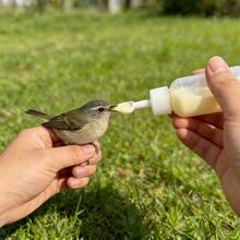 30ml Baby Bird Feeding Kit, Parrot Milk Powder Feeder, Chick Feeding Bottle With Graduated Scale, Bird Feeding Spoon, Feeding Tube, Bird Feeding Tools - Spoon + Tube Set 14pcs - View 7