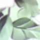 hojas verdes