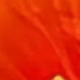 橘色