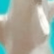 鎚頭形鯊魚
