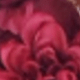 Đỏ