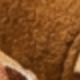 Chocolate Brown