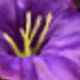 Màu tím