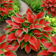 1 Pack Red Hosta Stunning Red Leaves With Green Edges | Ornamental Perennial - 1 gói - Xem 1