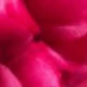Rosa Fucsia